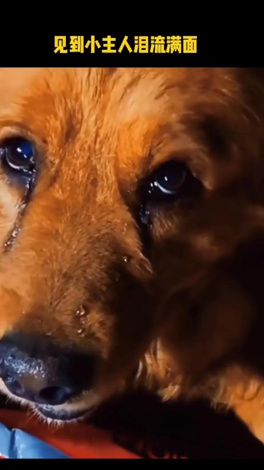 一只小狗,就因为弄翻垃圾桶,被主人骂了一顿,竟然跑了20公里去找