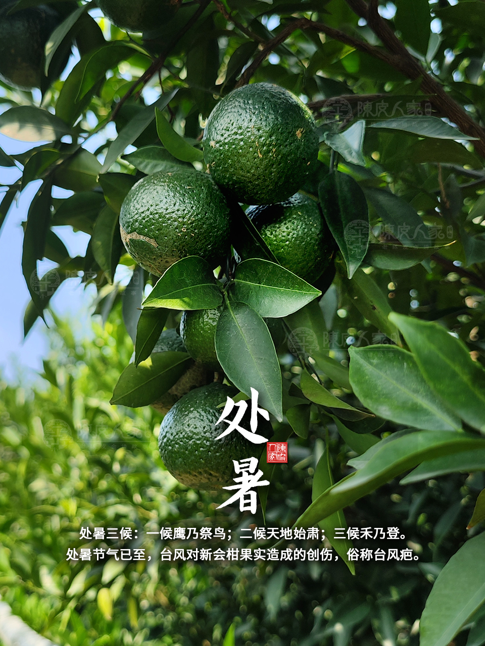 处暑三候:一候鹰乃祭鸟;二候天地始肃;三候禾乃登.#二十四节气处 