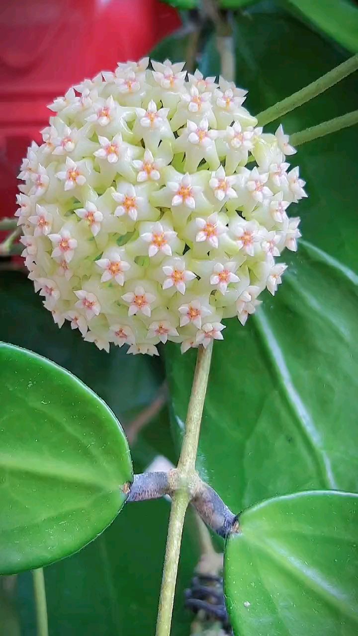 羊脂玉球兰,开花太漂亮了