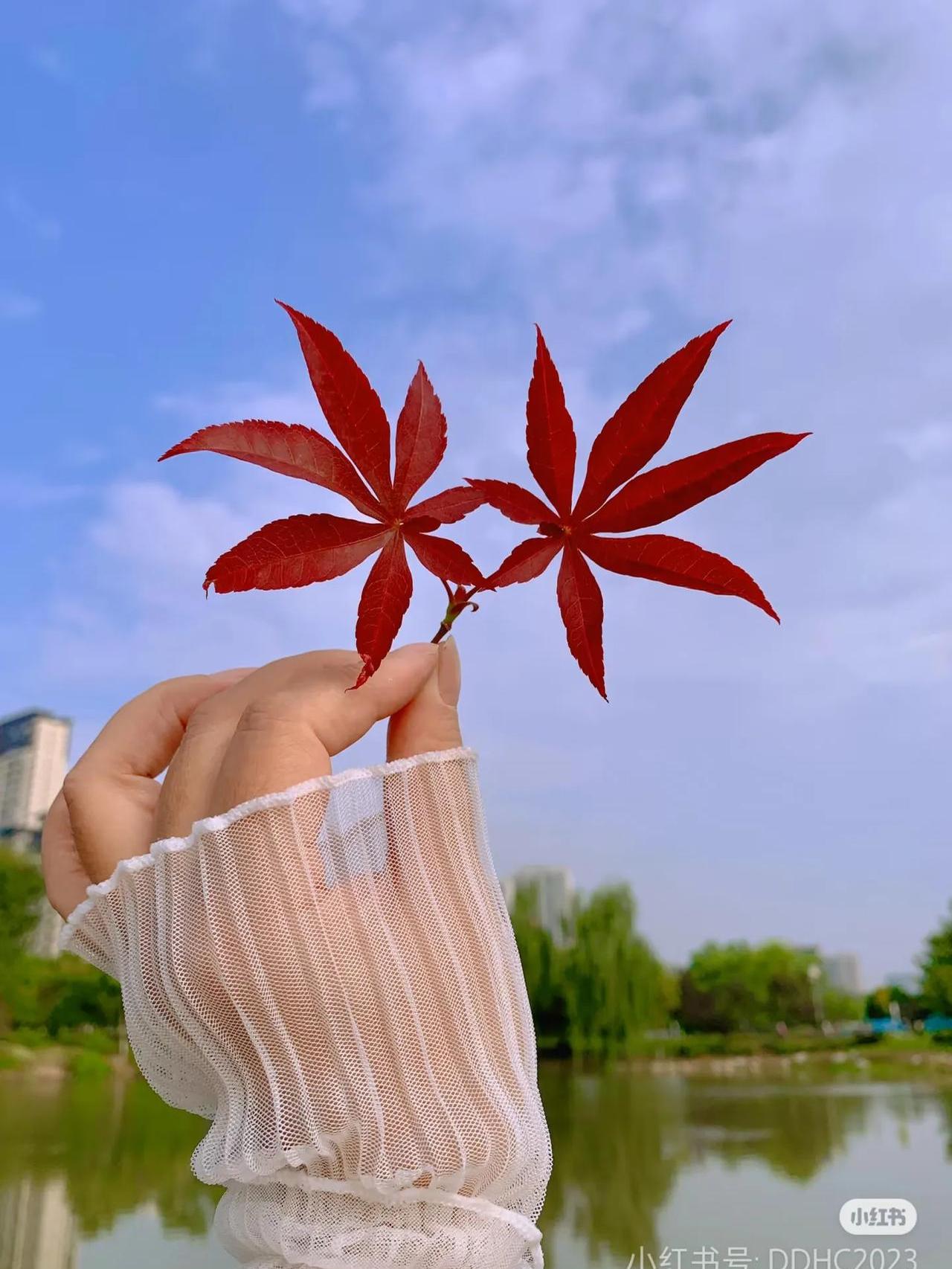 第二种桑叶那翠绿的桑叶不仅滋养了蚕宝宝也成就了我们餐桌上的