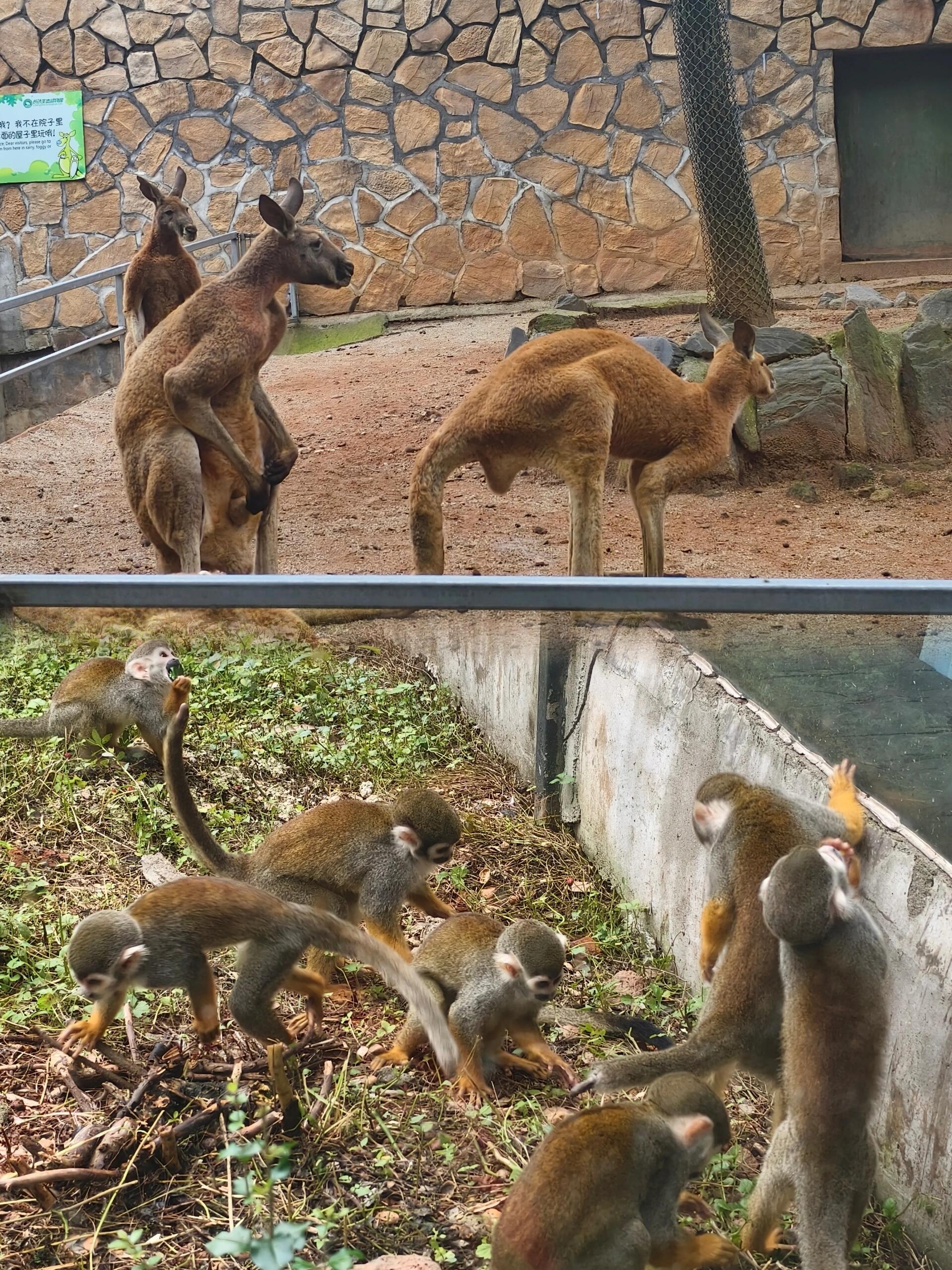 带娃游长沙生态动物园,亲近自然的乐趣