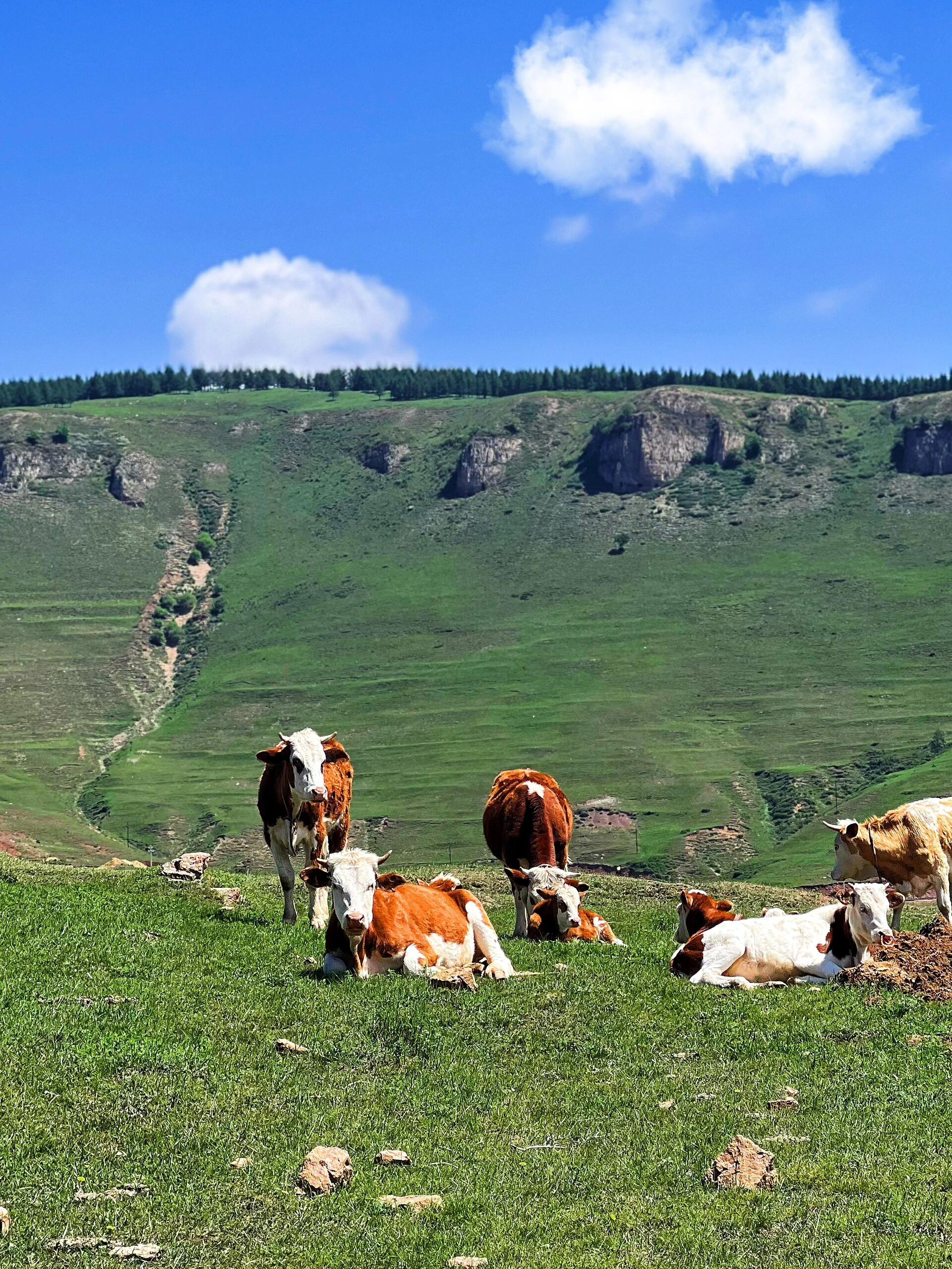 张家口:探索美丽与激情的交织之地  张家口,这座位于河北省北部的城市