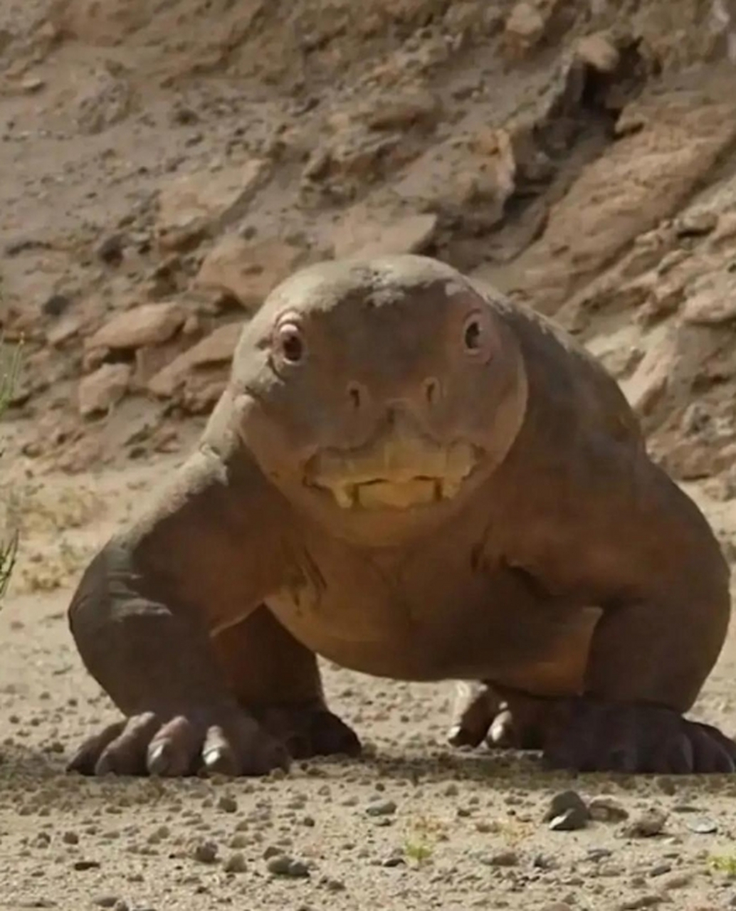 奔波霸儿,霸波奔儿