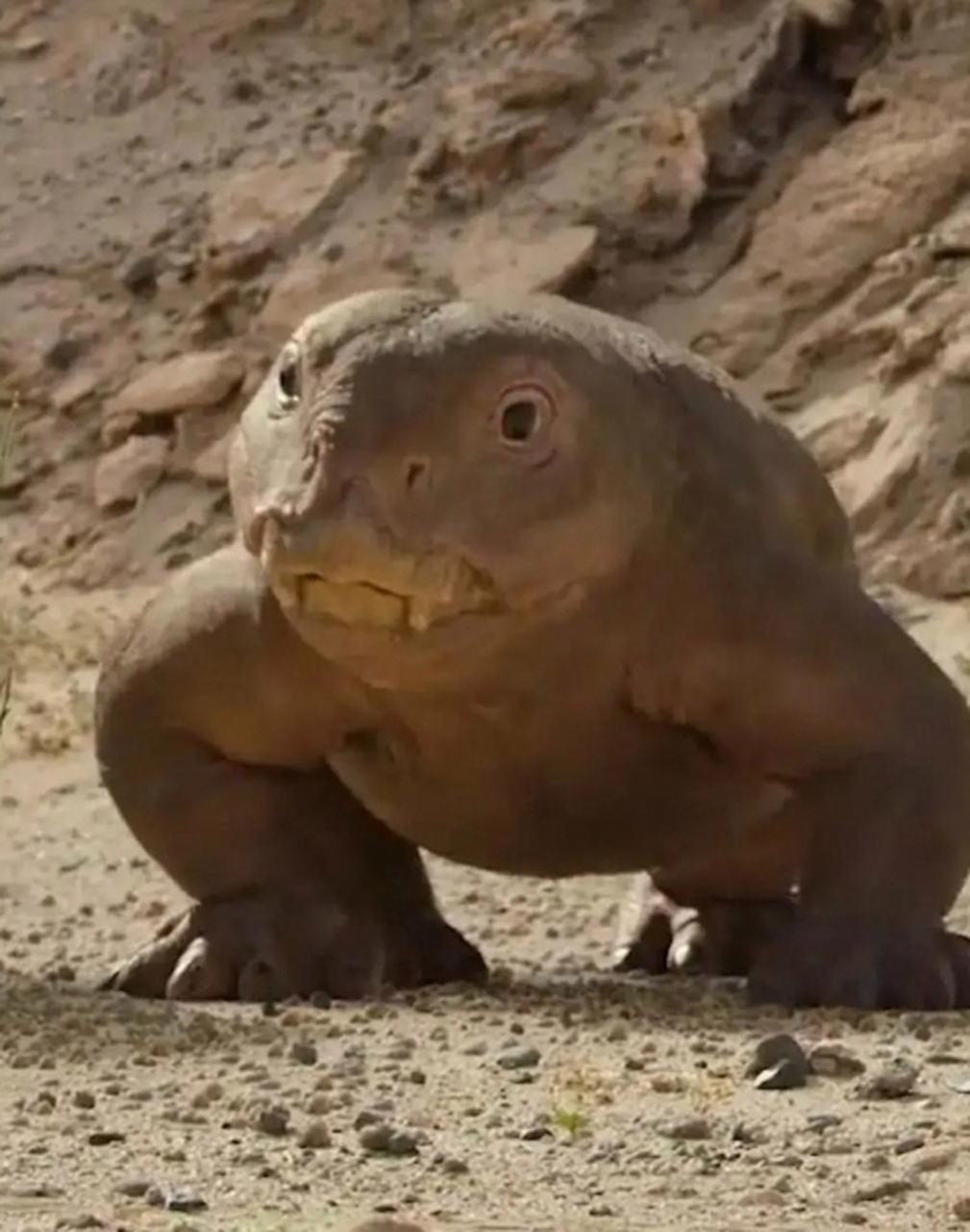 奔波霸儿,霸波奔儿