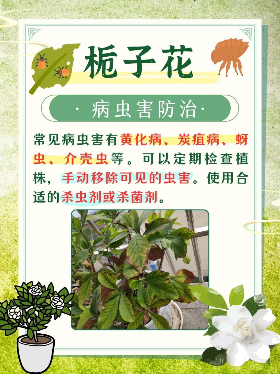 栀子花的药用价值图片