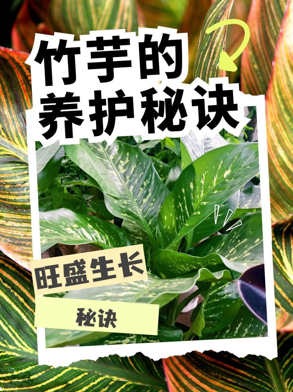竹芋怎么养才能更旺盛竹芋的养护秘诀:打造旺盛生长的秘诀91  今天