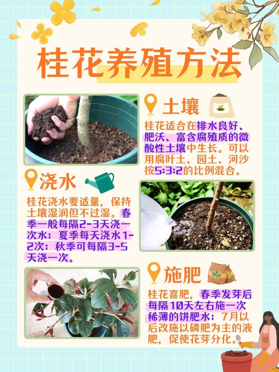 桂木种植方法图片