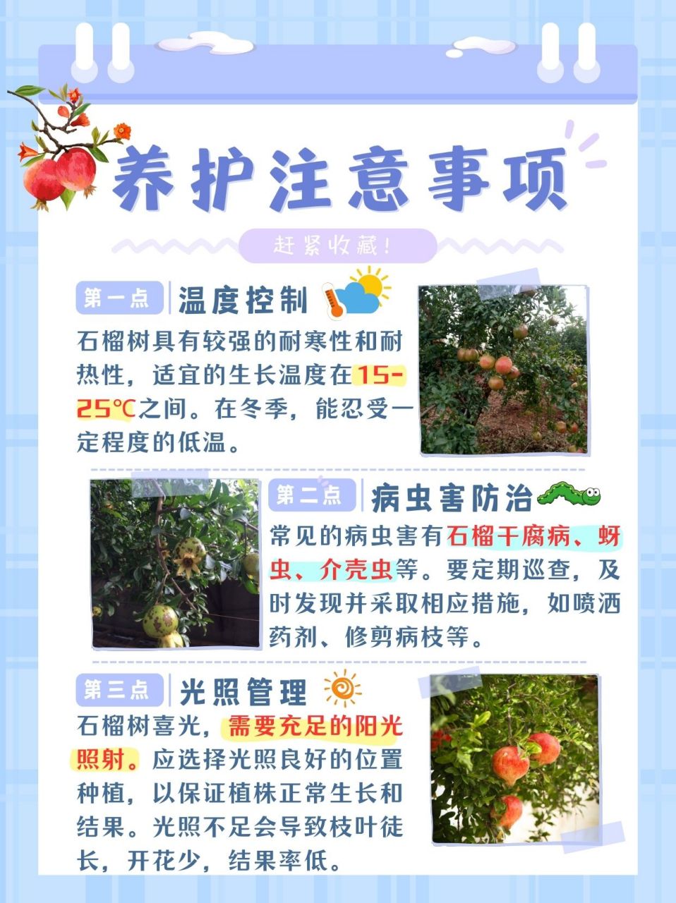 91石榴树修剪秘籍大公开93  今天我朋友问我,石