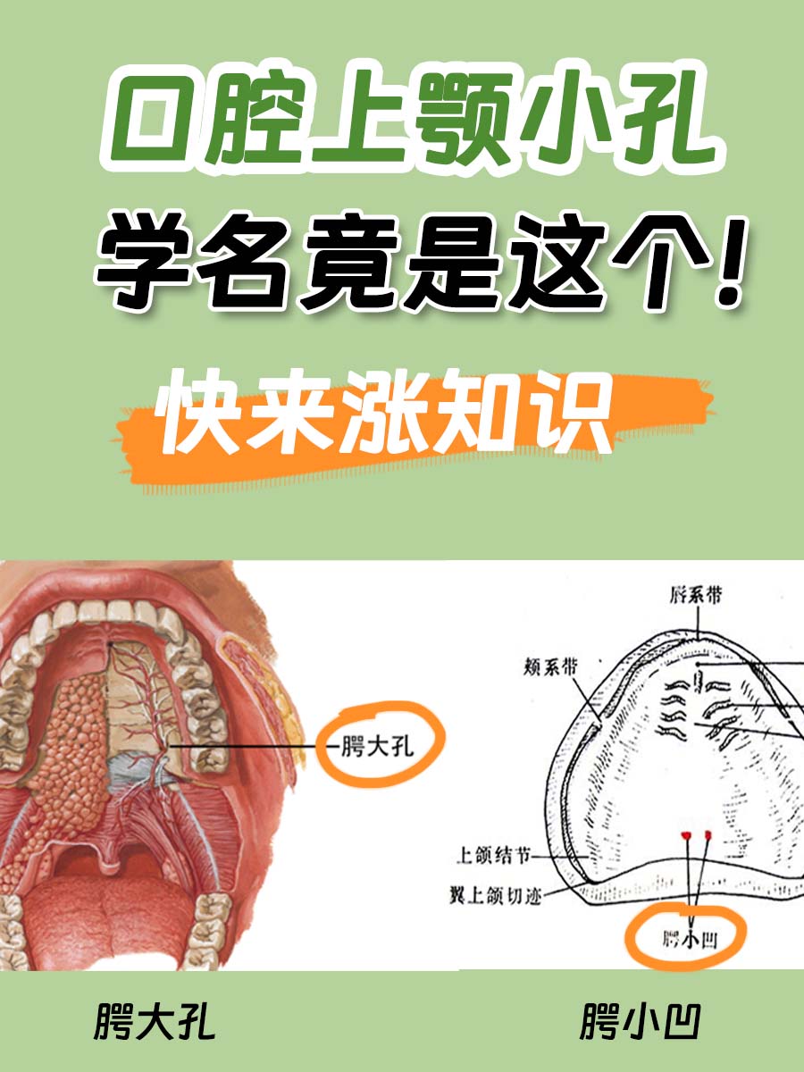 快来涨知识  口腔上颚上的小孔,在医学上被称为"腭小凹"或"腭大孔".