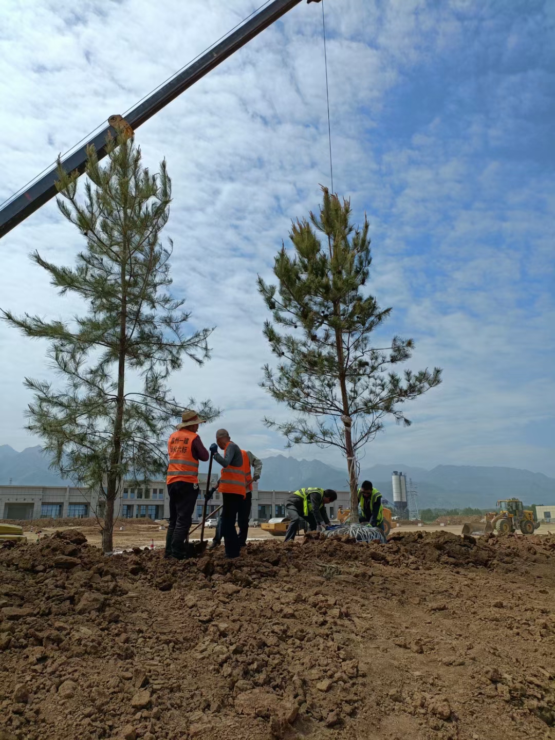 油松价格(造型油松价格)1/2/3/4/5/6/7米油松价格