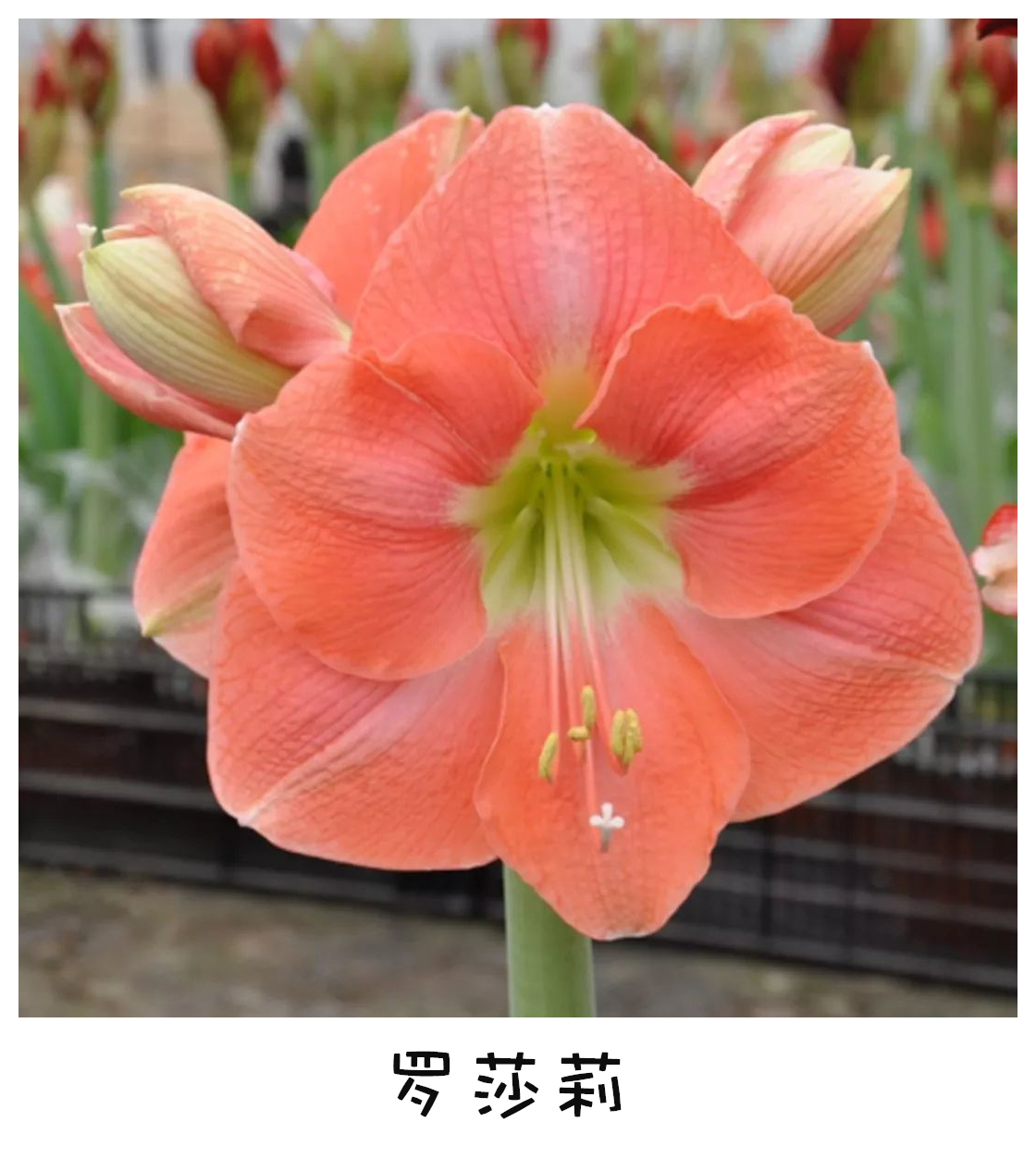 惊艳朱顶红盛典:一百多款品种图鉴—2