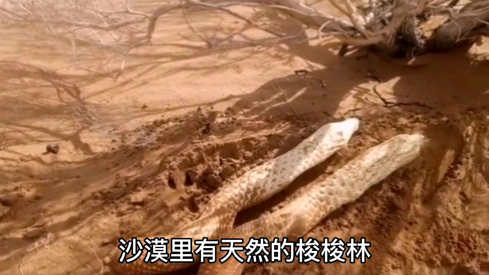 阿拉善沙漠梭梭林野生肉苁蓉究竟长的啥样子