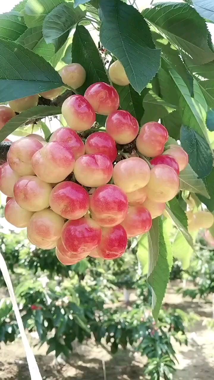 大樱桃口感之王—布鲁克斯大樱桃,硬度高口感脆甜-度小视