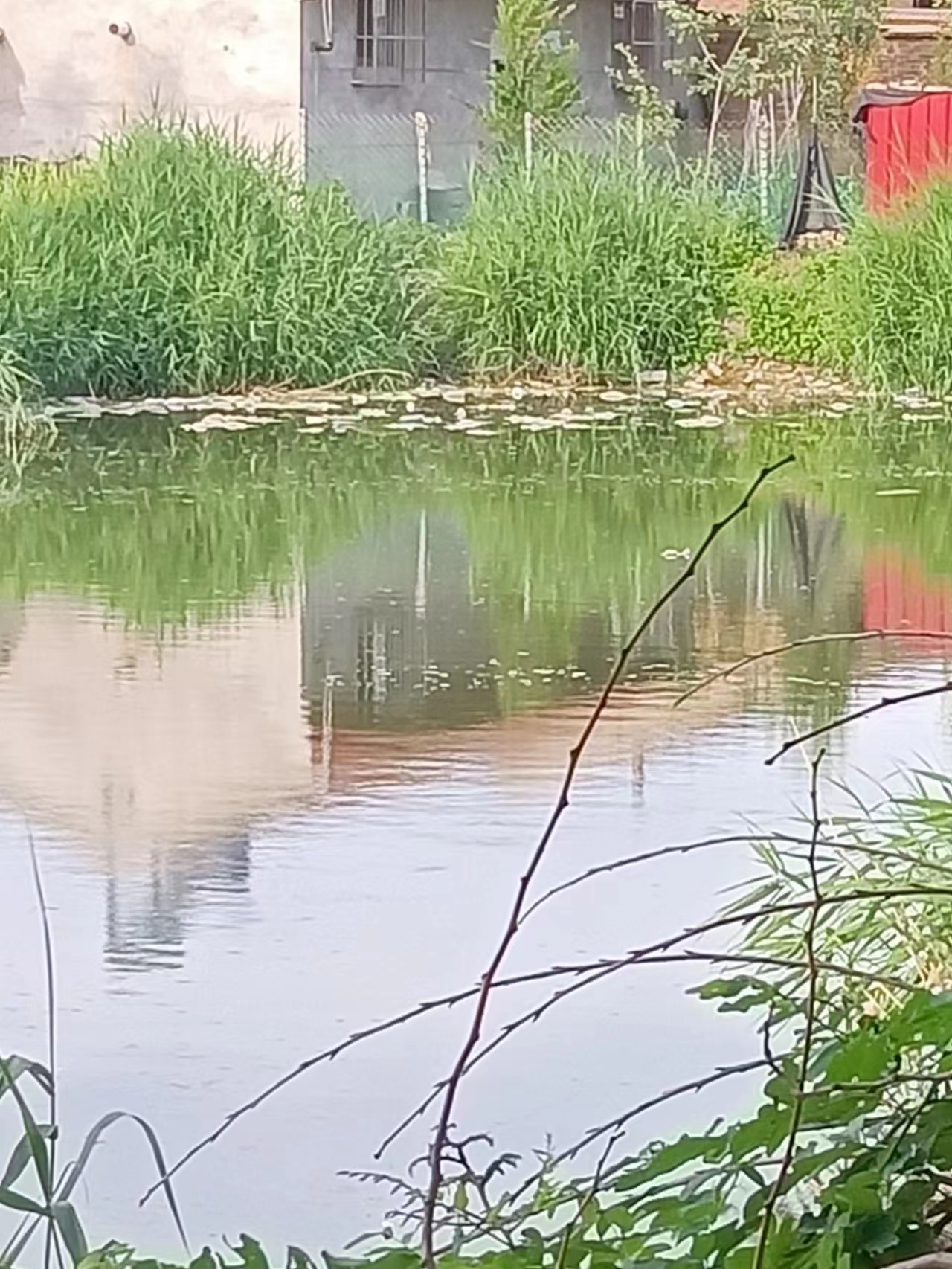 廊坊市安次区东沽港镇先锋村里的养鱼池严重