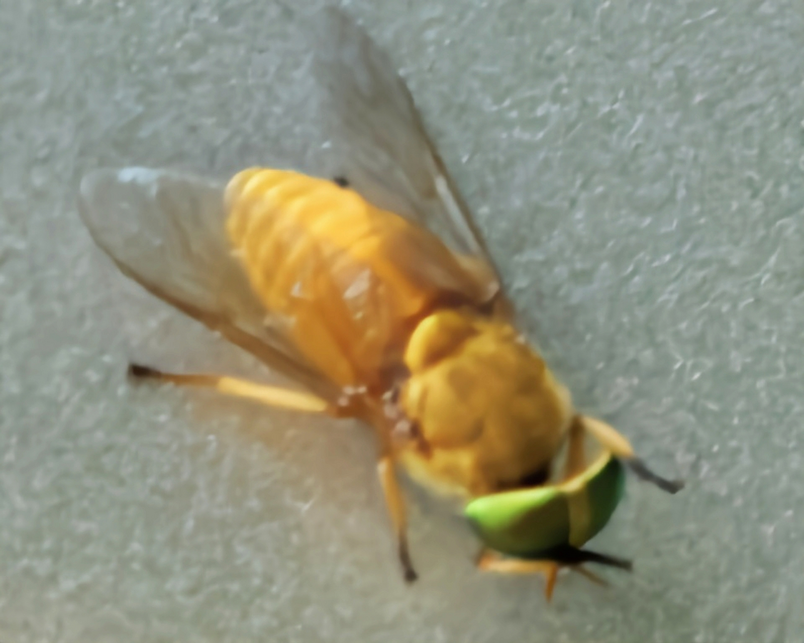 每天认识一种昆虫——金色虻 金色虻又名牛虻,外形与蜜蜂相似.