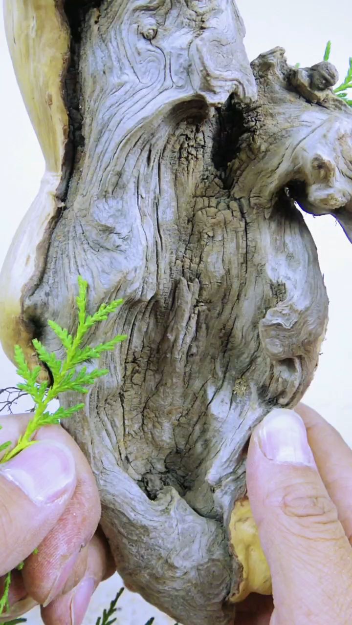 附木盆景也好看