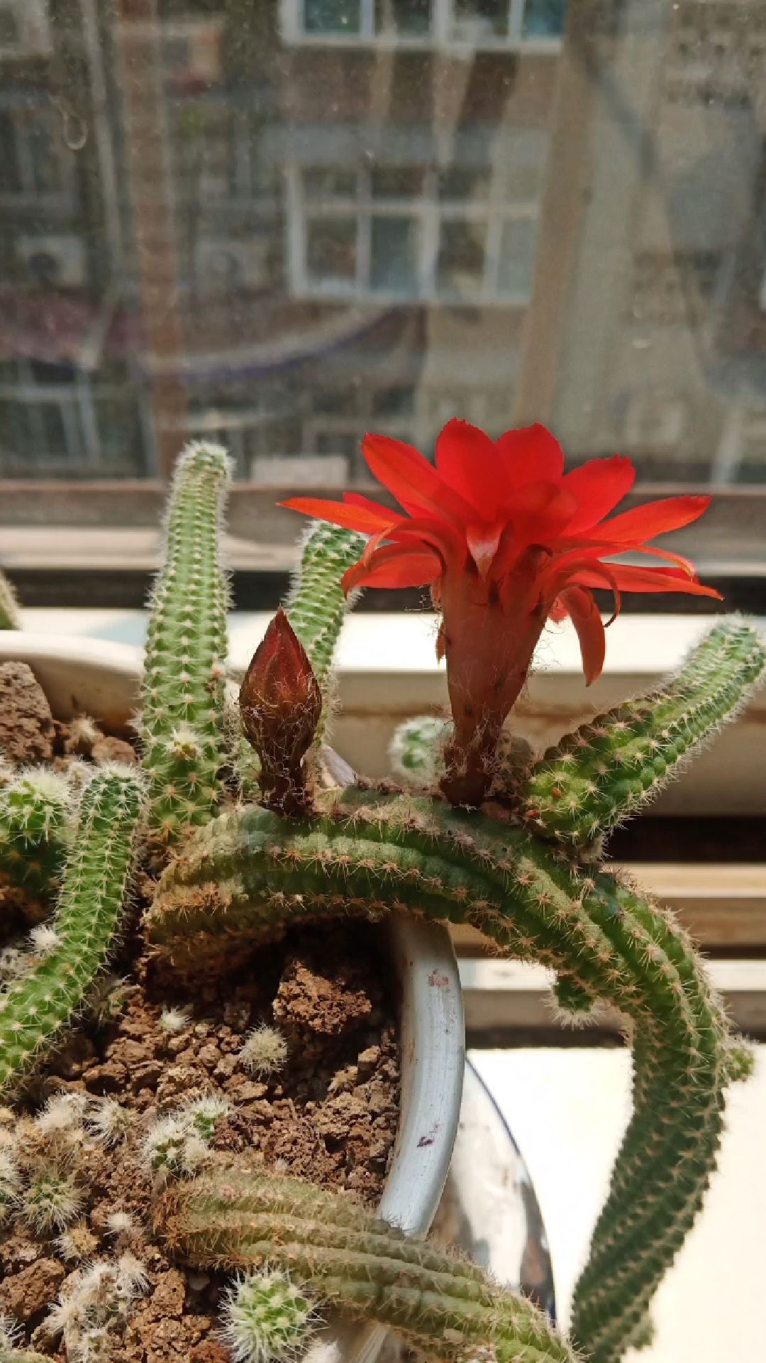 仙人指开花也是这么艳