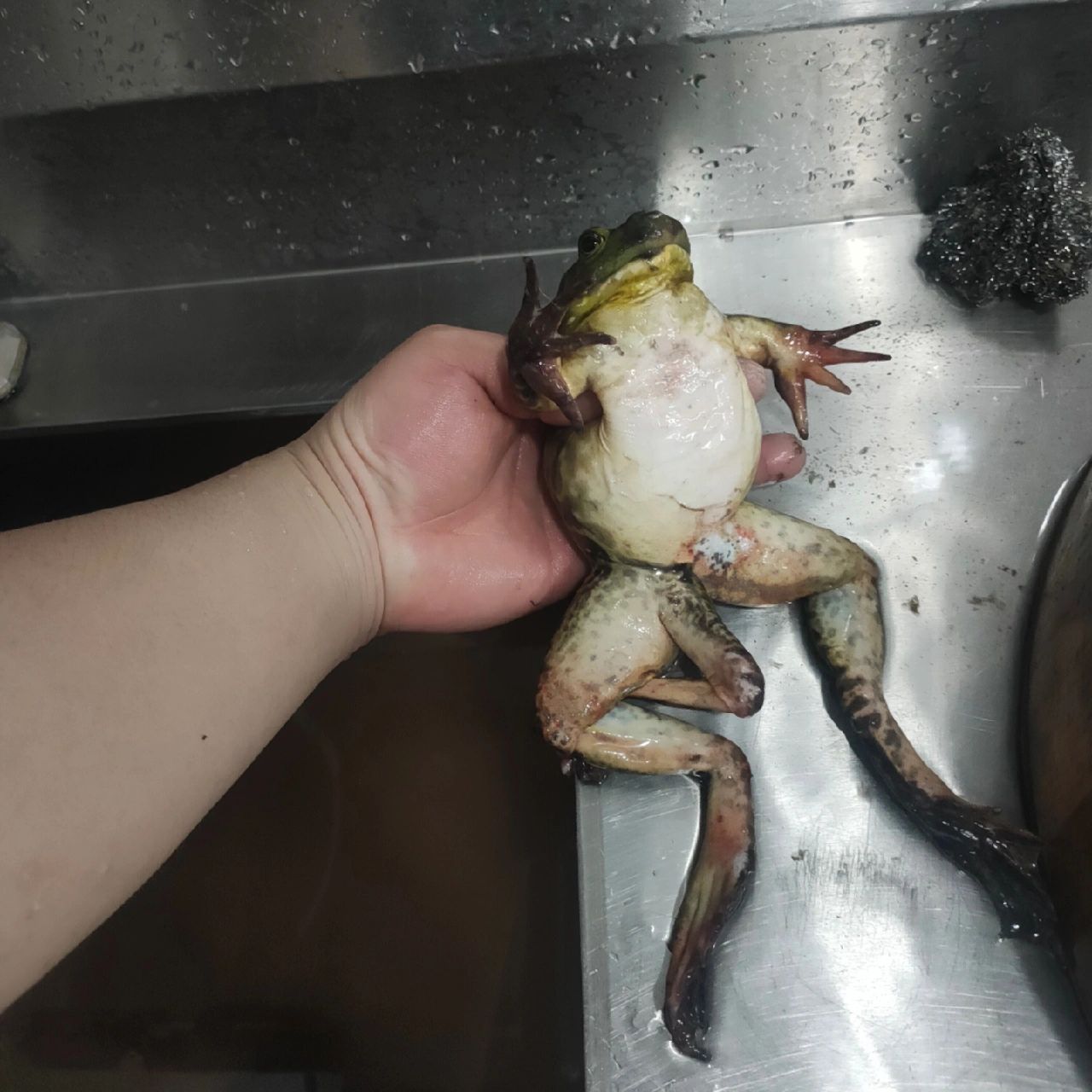 三条腿的青蛙图片