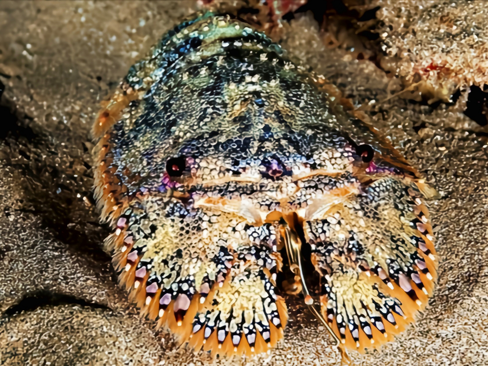 每天认识一种动物——南极岩礁扇虾 南极岩礁扇虾 别名蝴蝶虾,琵琶虾