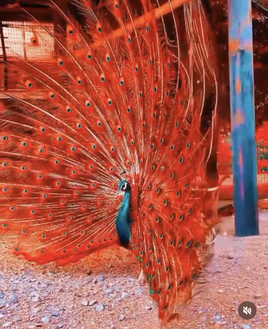 好漂亮的孔雀啊,第一次见到红色的.