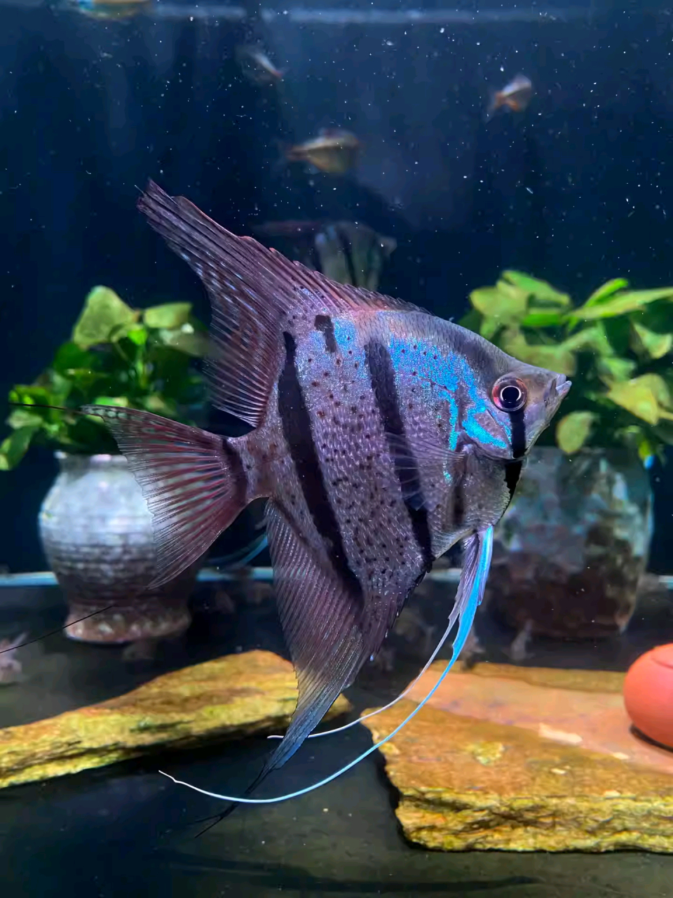 神仙鱼是非常受欢迎的观赏鱼之一,因其美丽的外观和相对容易繁殖而