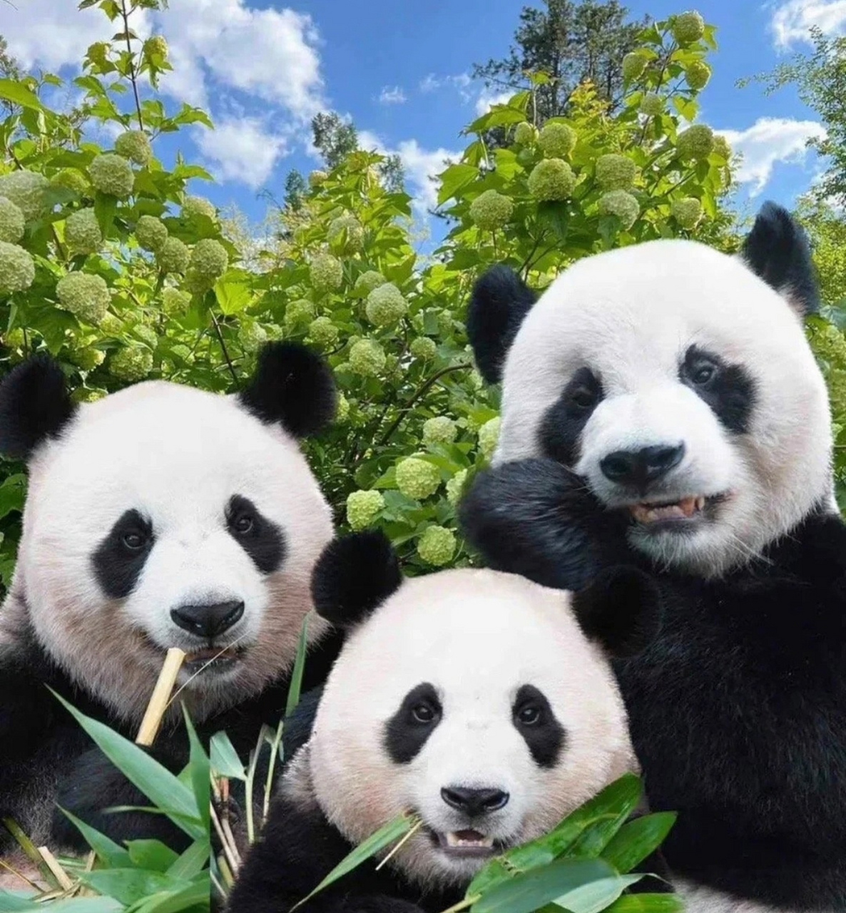 福宝到底是像爸爸还是妈妈,实在看不出来[思考]#大熊猫福宝