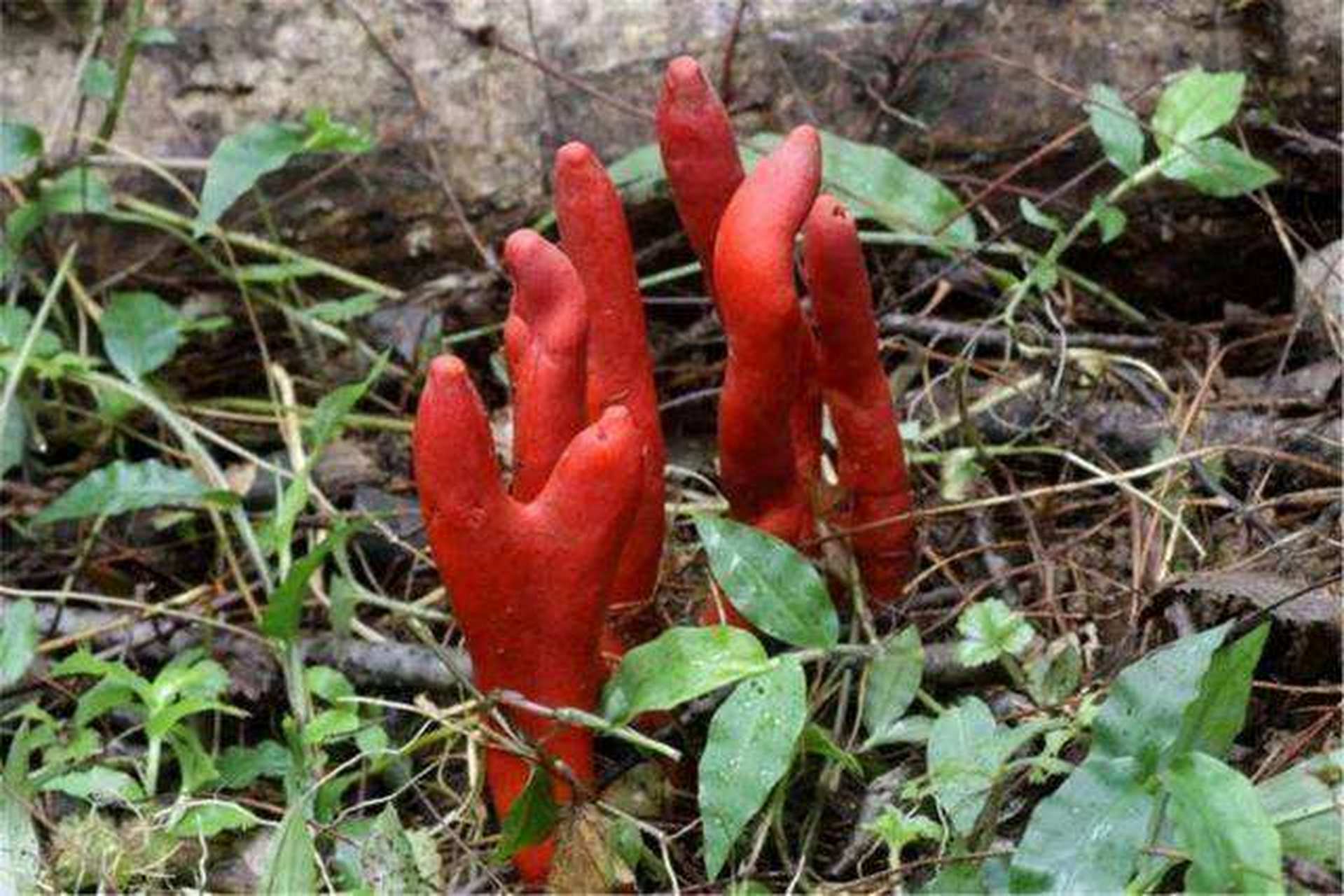 致命蘑菇-火焰茸 今天大家介绍一种,外观非常漂亮,但是剧毒的蘑菇火焰