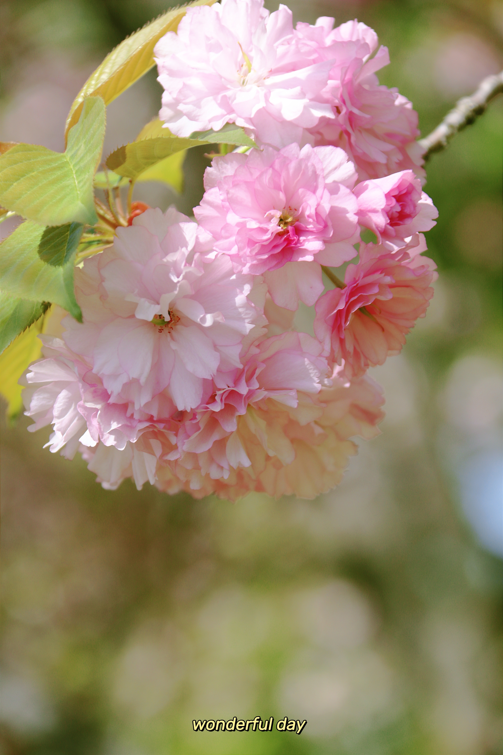 樱花的图片大全 最美图片