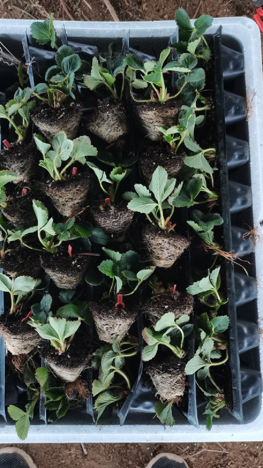 穴盘草莓苗种苗装一车,红颜,章姬,隋珠,雪兔等