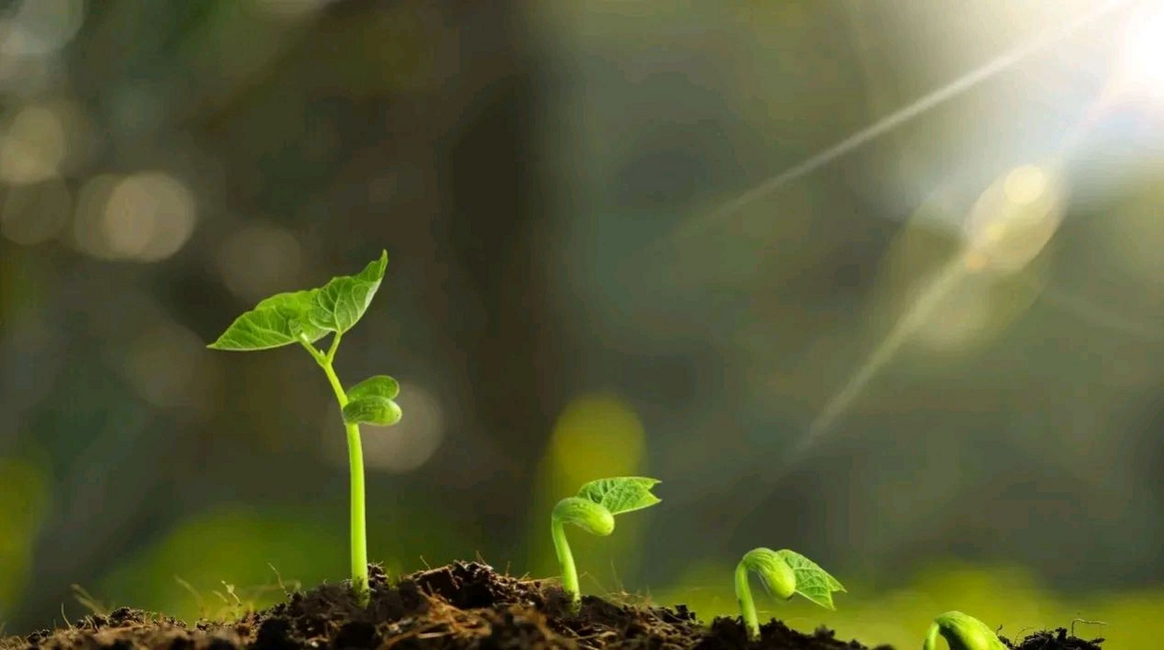 在我的生命中,有一句诗让我念念不忘,让我深刻地感受到了生命之美.