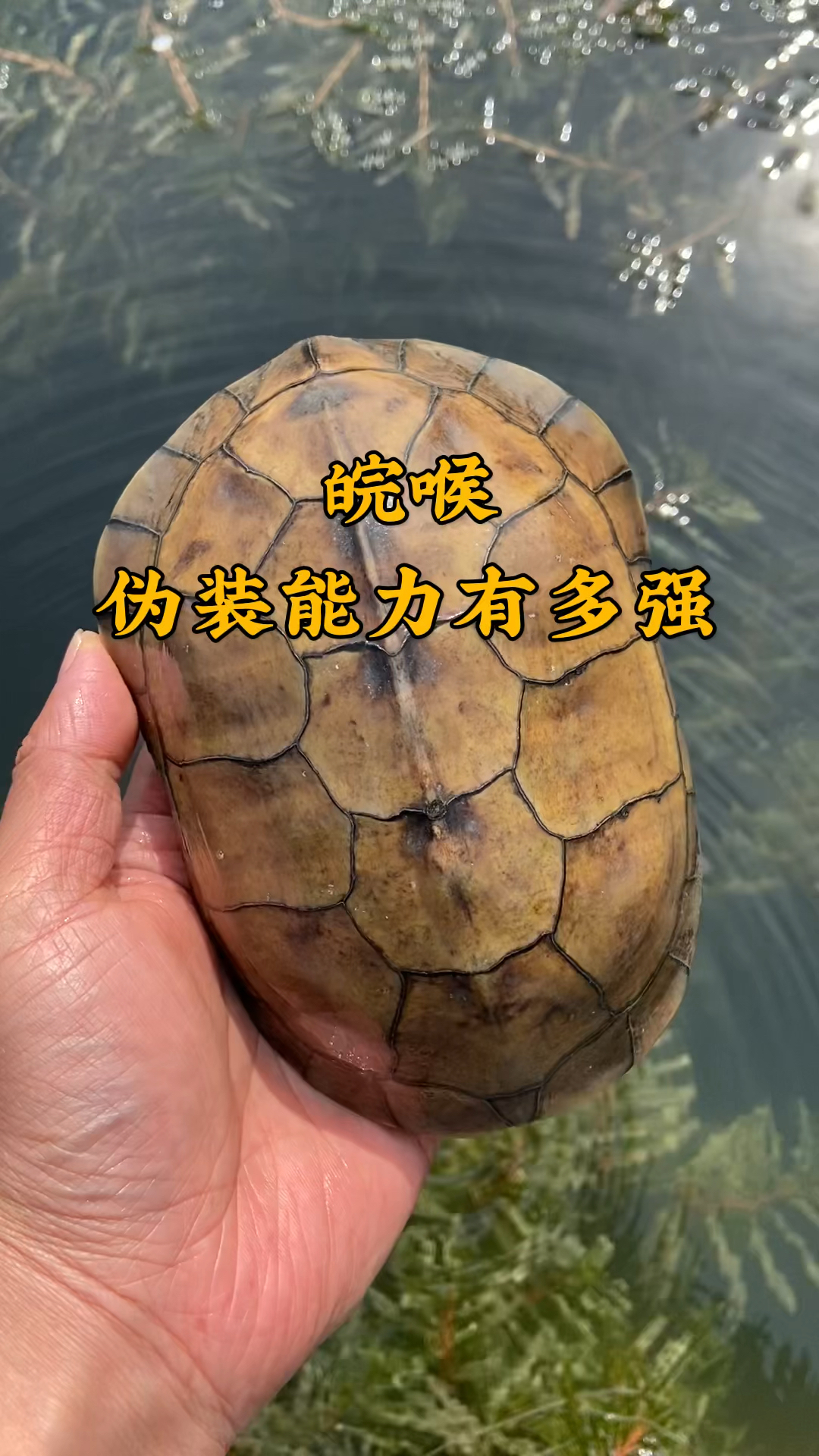 黄喉龟的变色能力有多强今日带大家看看皖喉种龟