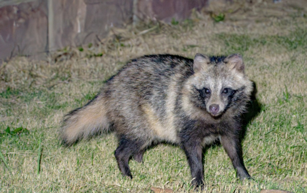 野生貉跑进城,狠狠盯着路过的猫,突然发起攻击,猫的反应亮了