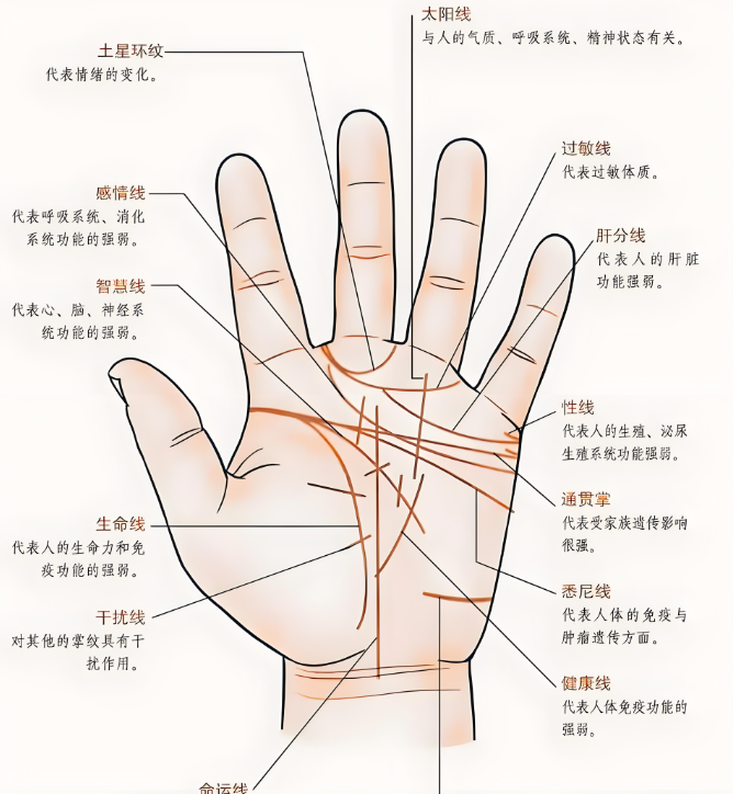 孩子手掌有"三条线",你知道意味着什么吗?很多家长完全没注意