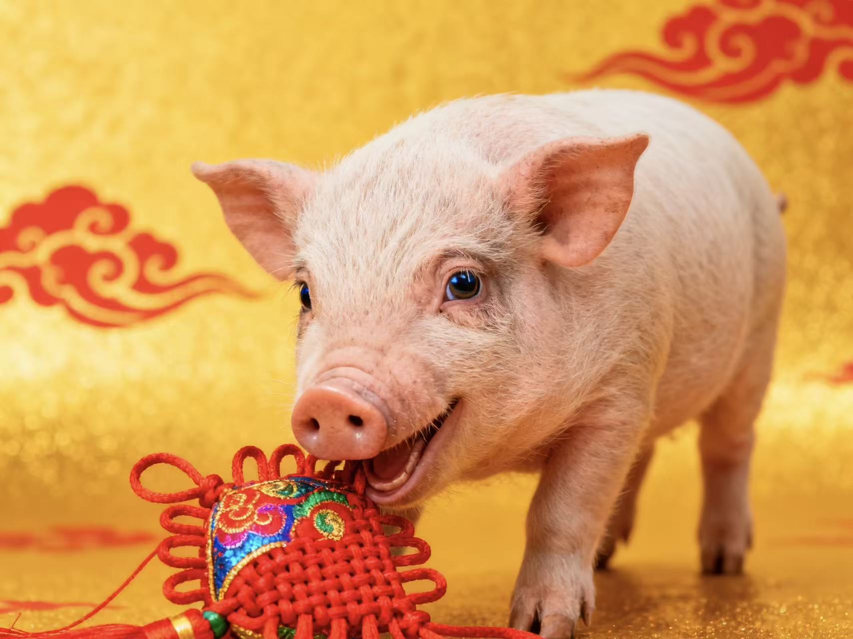 生肖猪中年运势如何呢女(生肖猪中年运势如何呢女性)