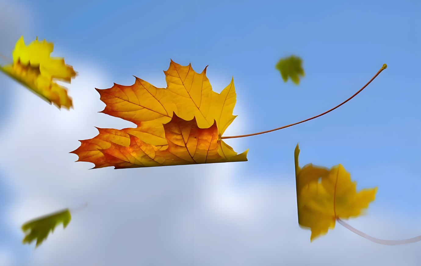 大树为什么会落叶百科在线 大树为什么会落叶百科在线