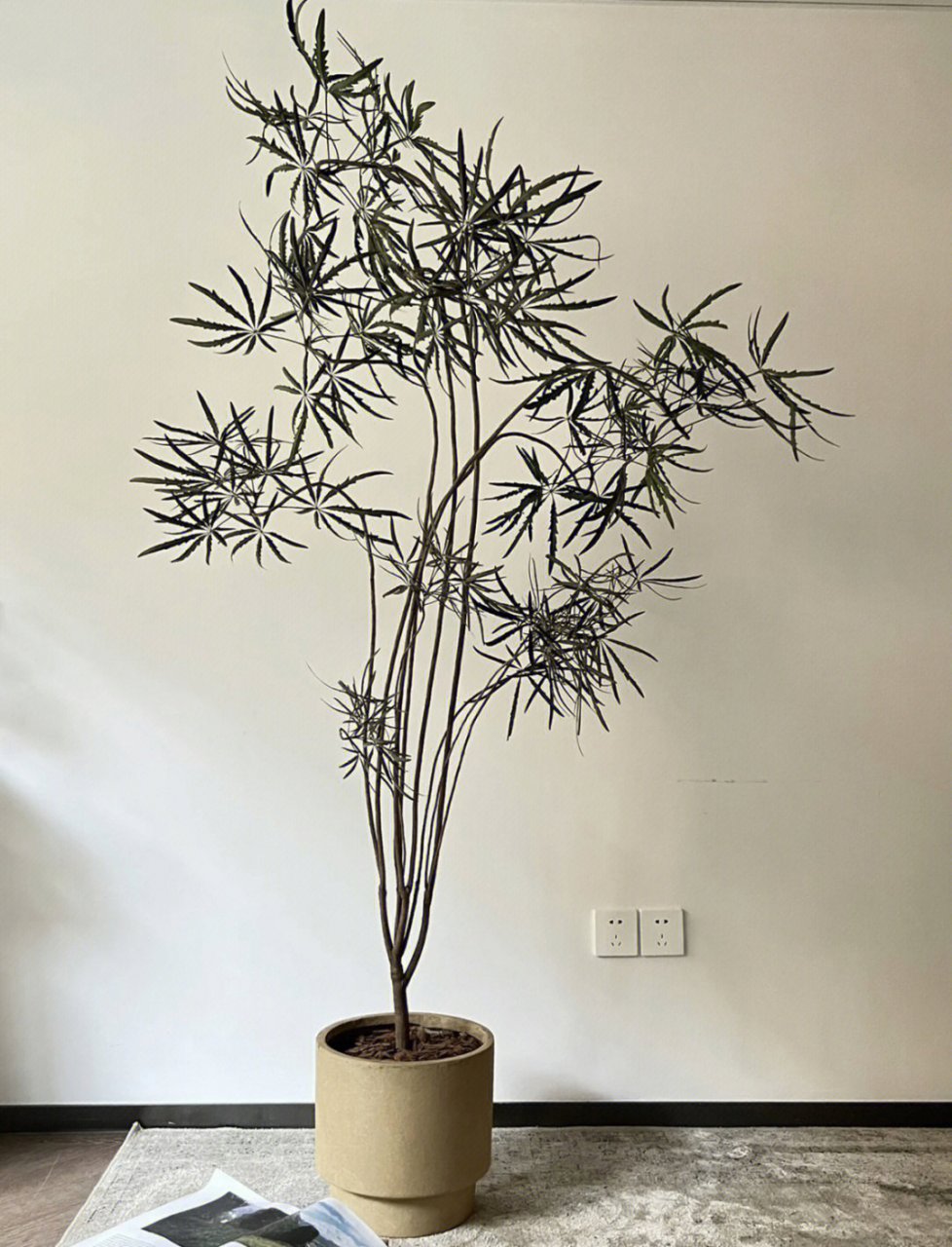 植物是性价比最高的艺术品  每一棵植物都是独一无二的,不管是在家居