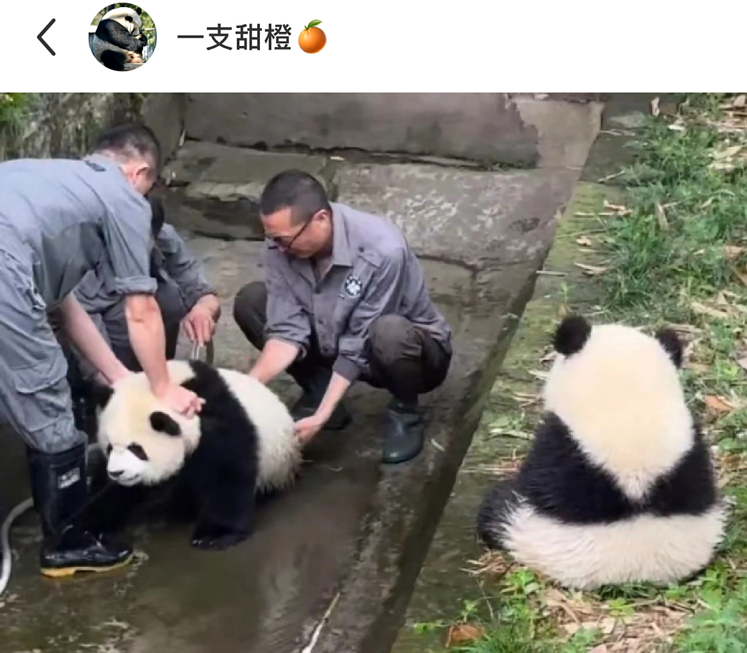 哈哈哈哈,第一次看到熊猫皱眉,像极了不爱洗澡的小朋友,渝爱:大小姐我