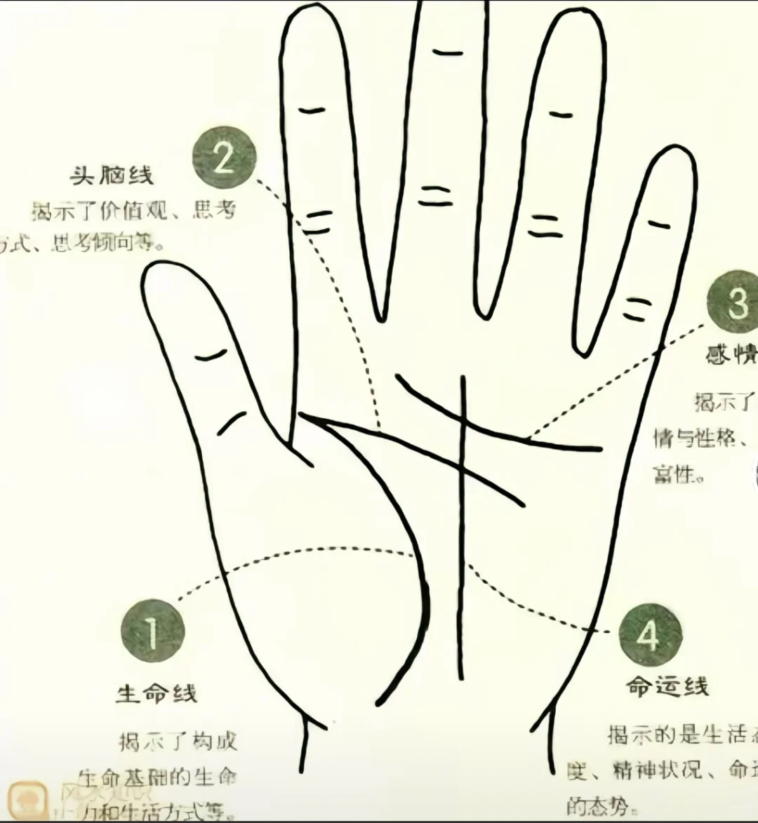 手掌生命线:每天保持这四个好习惯,福寿绵长