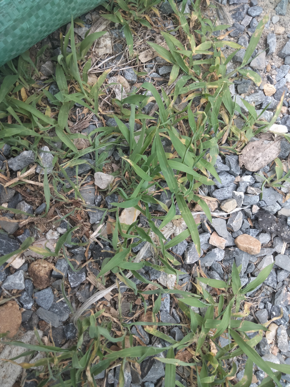 石头下的小草,坚韧顽强