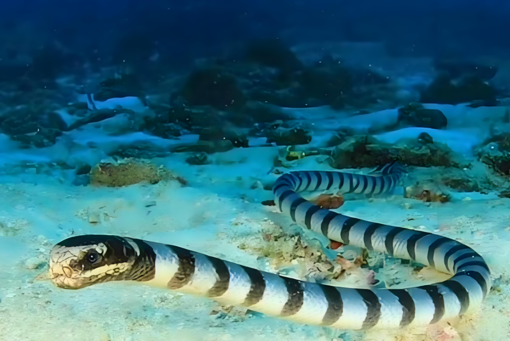 深海潜艇深海偶遇超长海蛇,舰长仔细一看吓得脸色发白:根本不是蛇