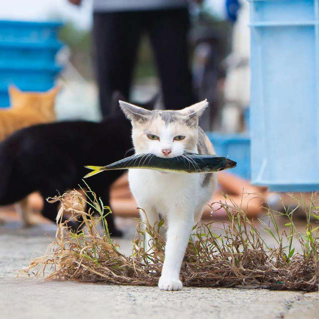 猫每天叼回一条鱼,主人跟至河边,看见的景象令他傻眼
