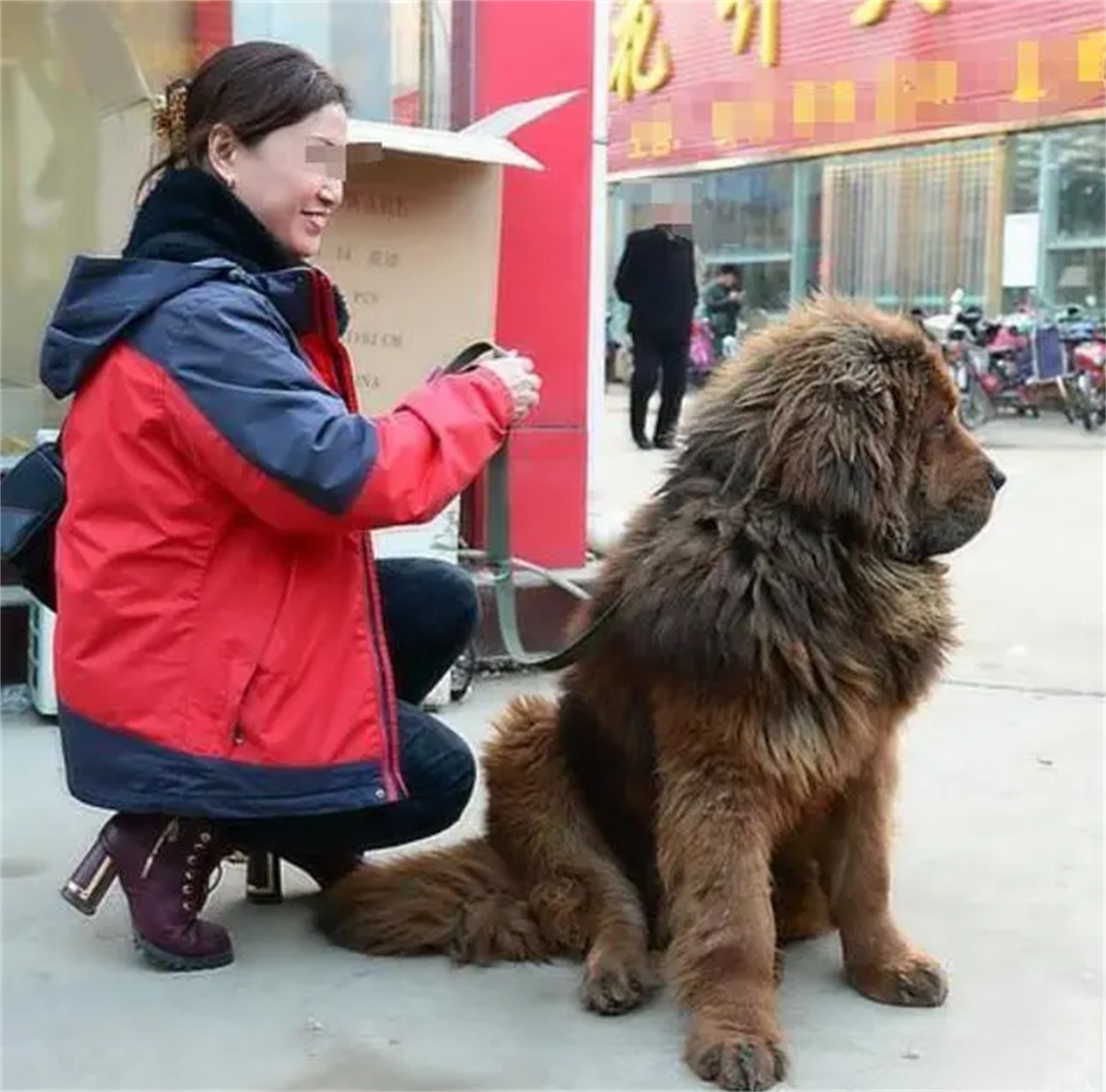 藏獒吃主人妞妞图片