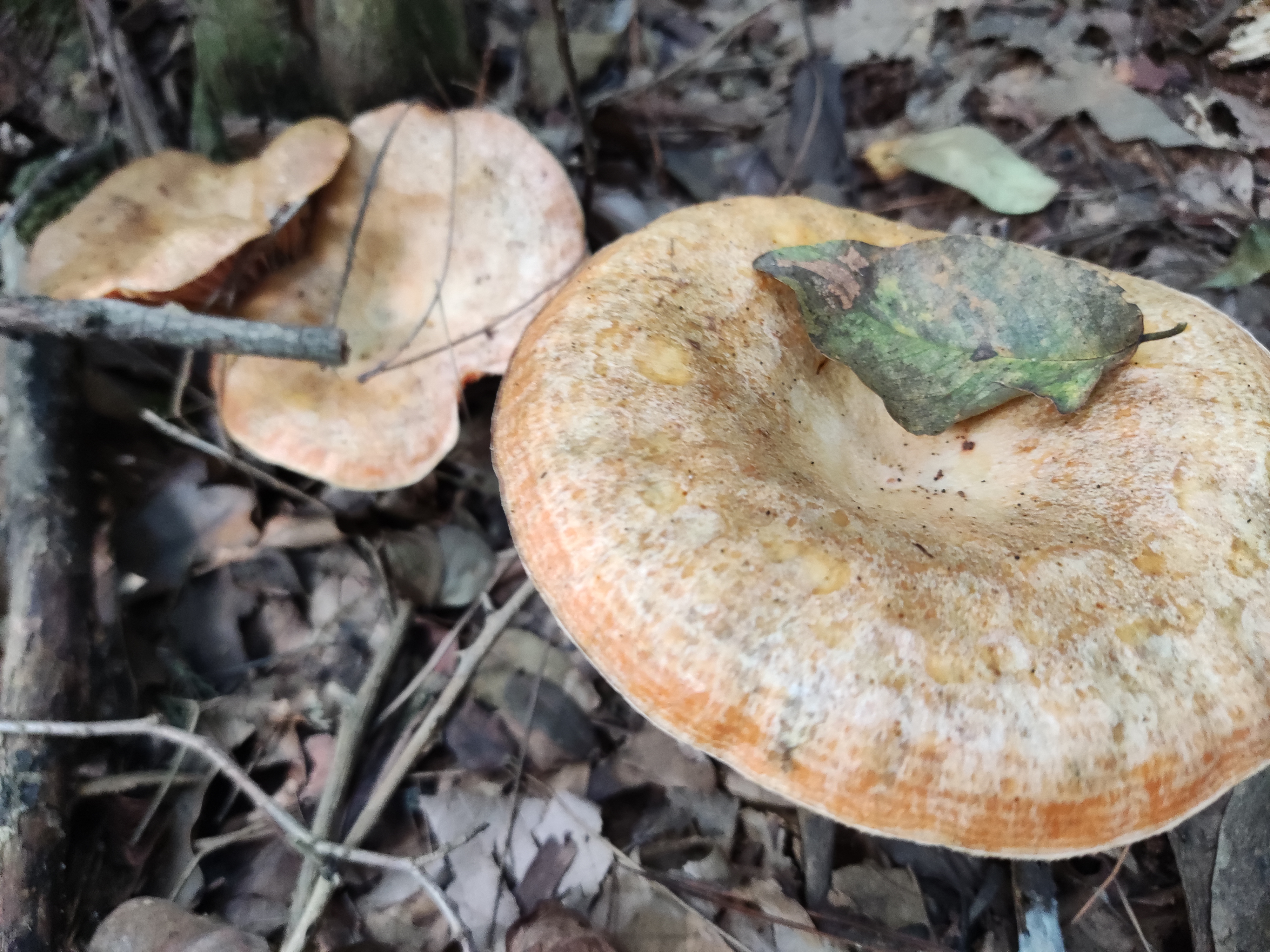 枞树菇的美味,那叫一个鲜,关键是容易采到,食用安全易辨认