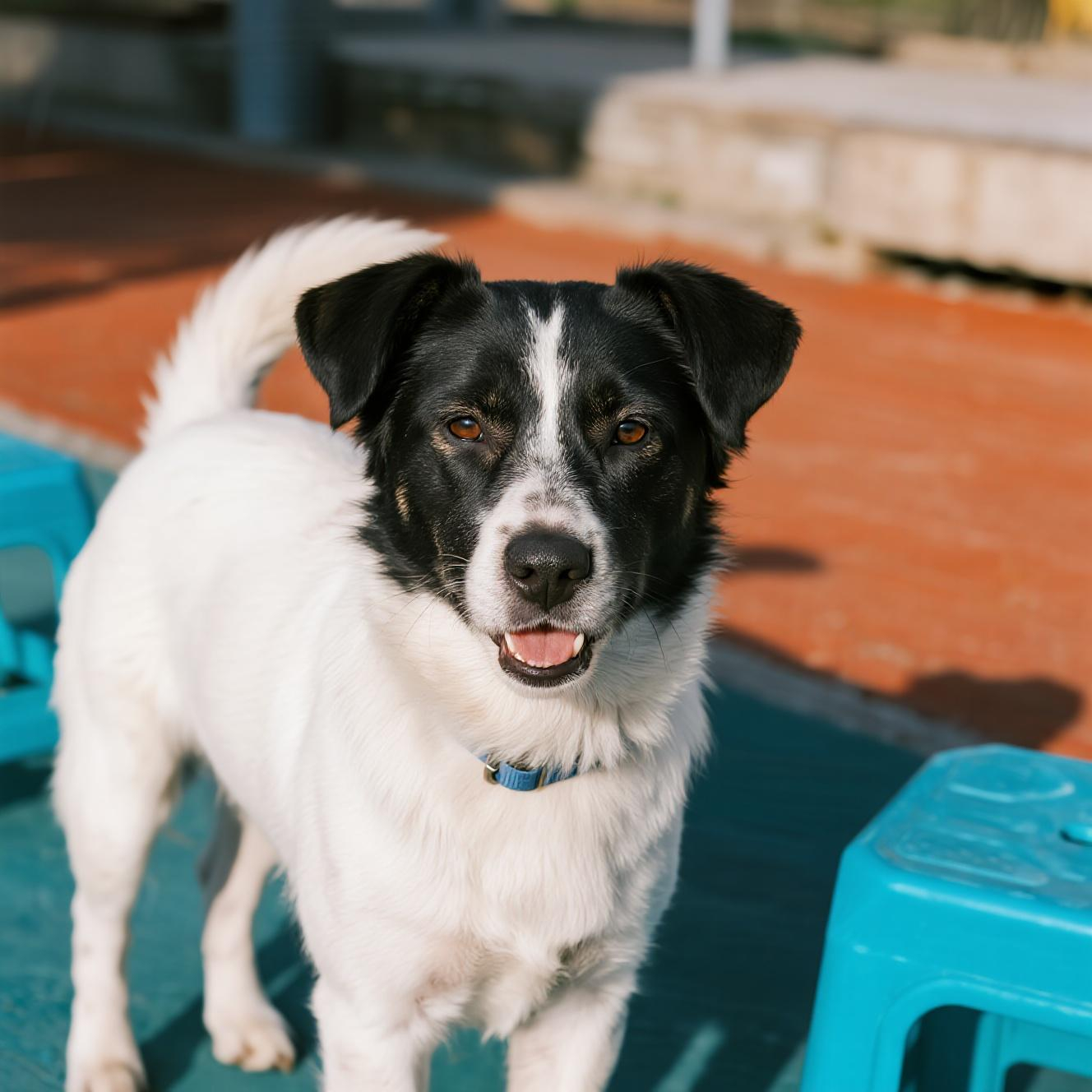 养狗之人知道:两者寓意大不相同