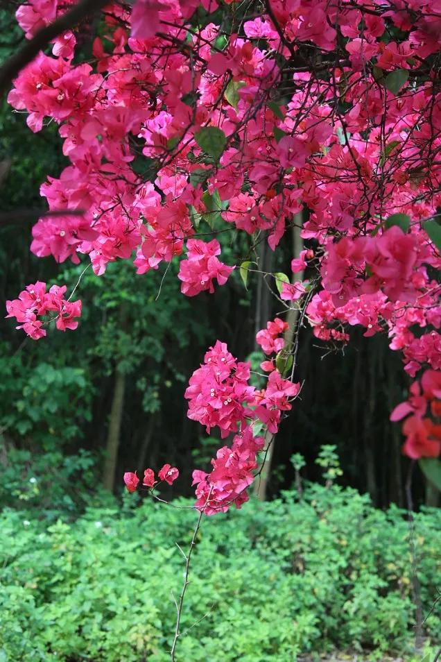 一树繁花图片高清图片