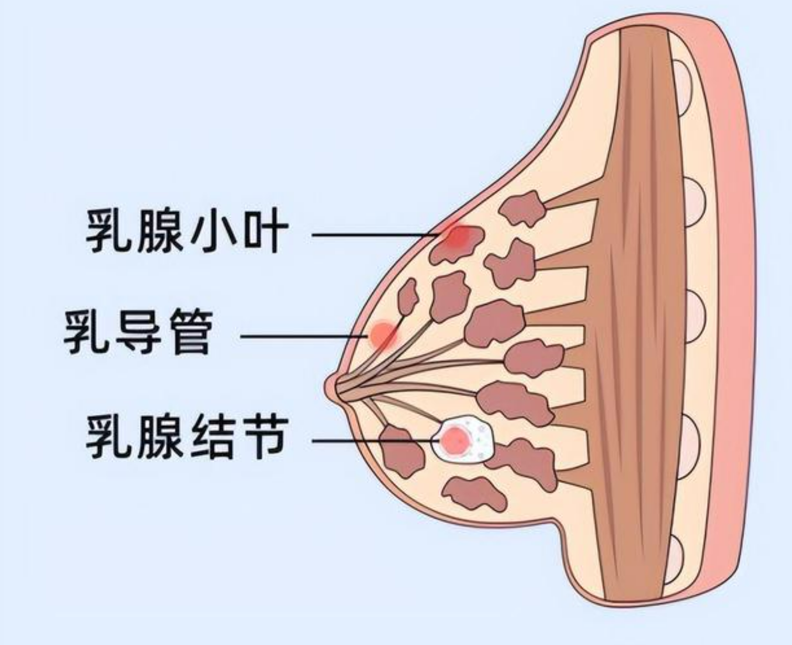 乳腺腺体致密图片