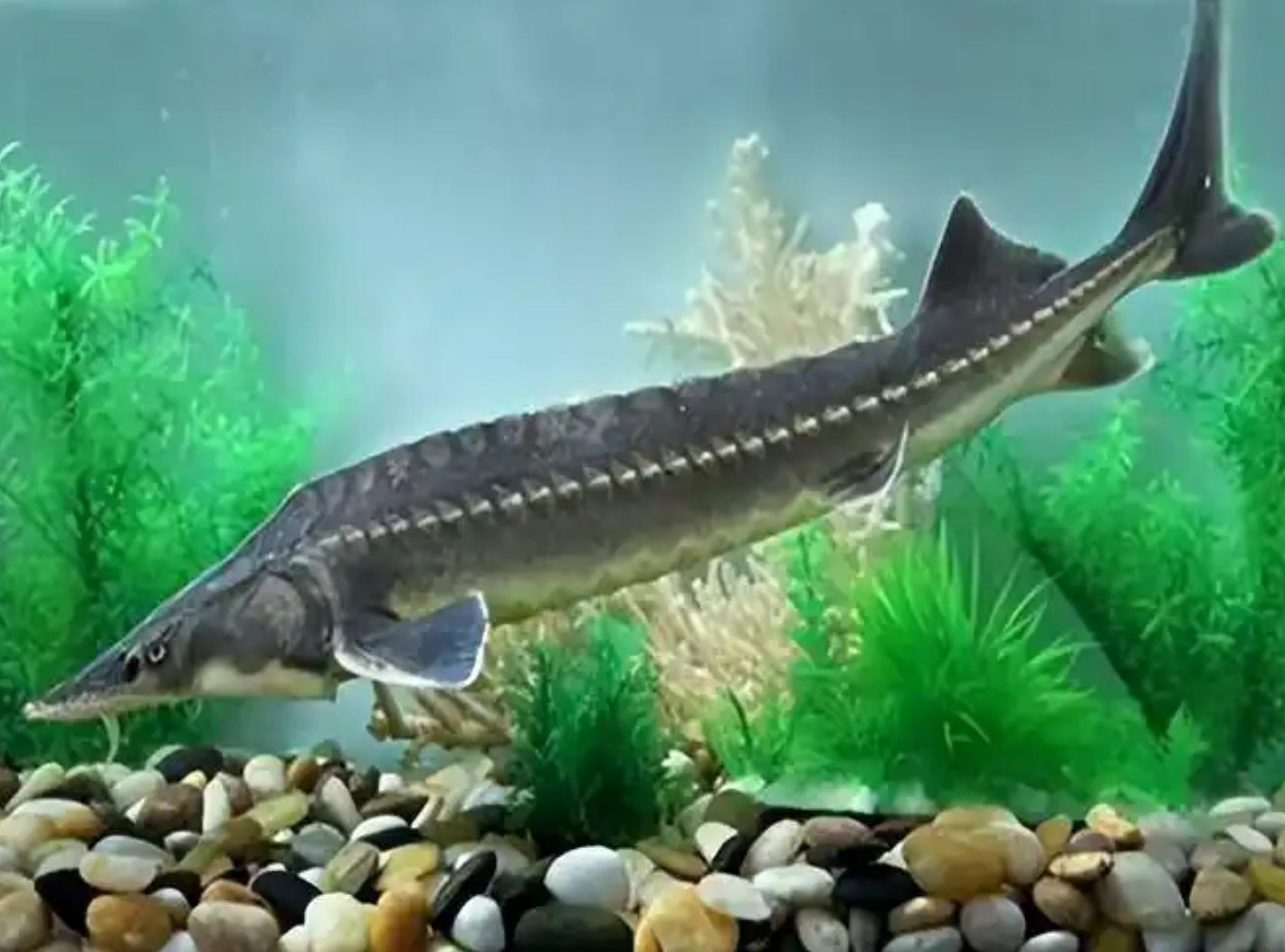 中华鲟(养殖):营养丰富