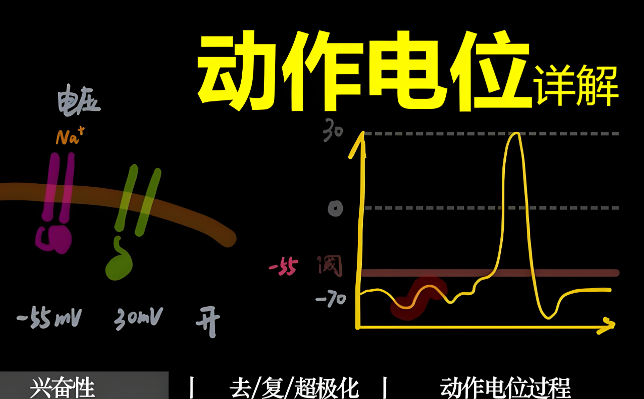 动作电位的产生机制是什么?怎么形成的?