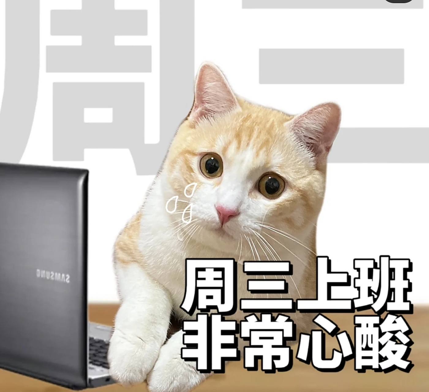 周三,坚持就是胜利70 #打工人# #表情包# #萌宠