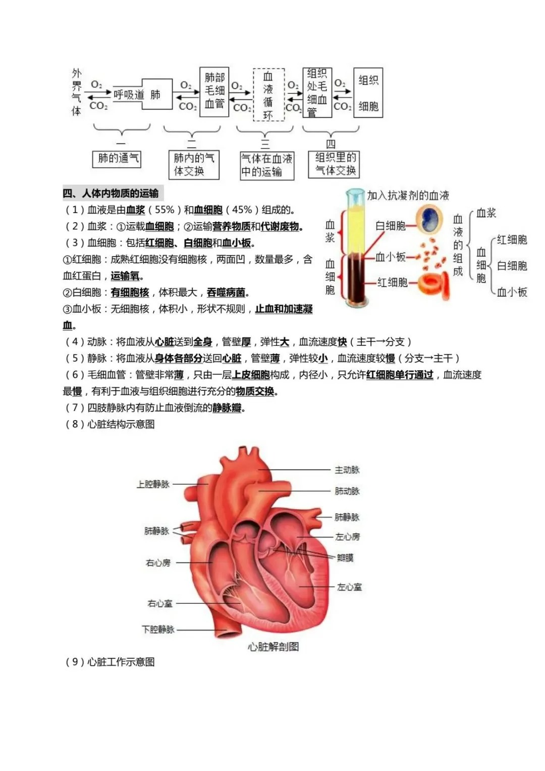 关于中考生物必备！核心考点+实验题技巧，网盘领的信息